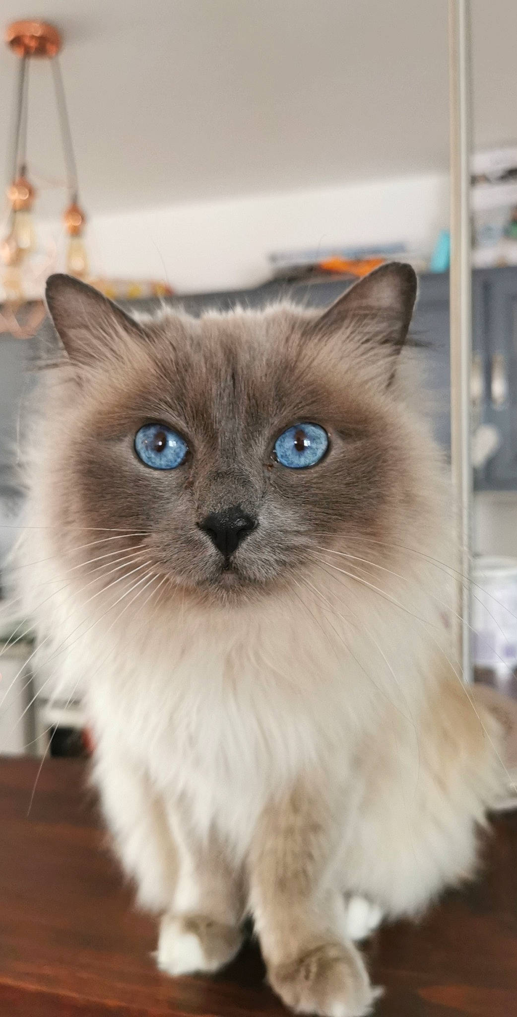 Jana participe au concours pour gagner de l'argent avec cette photo : balinese, birman, carnivore, cat, electric_blue, eye, fawn, felidae, flooring, fur, iris, mammal, ragdoll, siamese, small_to_medium_sized_cats, snout, terrestrial_animal, thai, tonkinese, whiskers