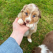 Alma participe au concours pour gagner de l'argent avec cette photo : puppy, dog, grass, hand, blue_eyes, fluffy, brown, white, outdoor, playful, cute, young, pet, animal, adorable, nature, person, closeup, fur, sniffing