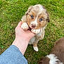 puppy, dog, grass, hand, blue_eyes, fluffy, brown, white, outdoor, playful, cute, young, pet, animal, adorable, nature, person, closeup, fur, sniffing