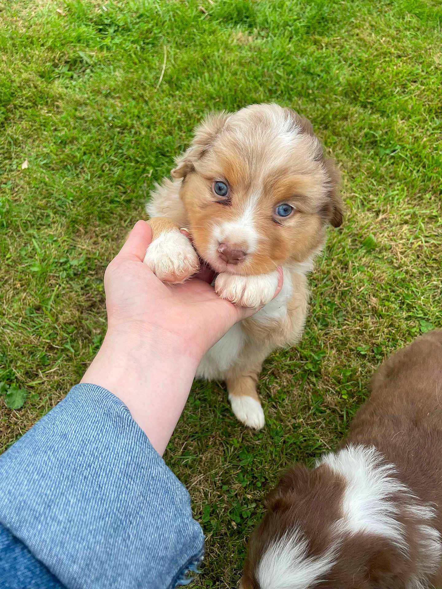 Alma participe au concours pour gagner de l'argent avec cette photo : puppy, dog, grass, hand, blue_eyes, fluffy, brown, white, outdoor, playful, cute, young, pet, animal, adorable, nature, person, closeup, fur, sniffing