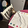cat, tabby_cat, chair, table, tablecloth, indoor, freezer, embroidered, curious, pet, animal, furniture, domestic, looking, paws, colorful, white, pink, household, cozy
