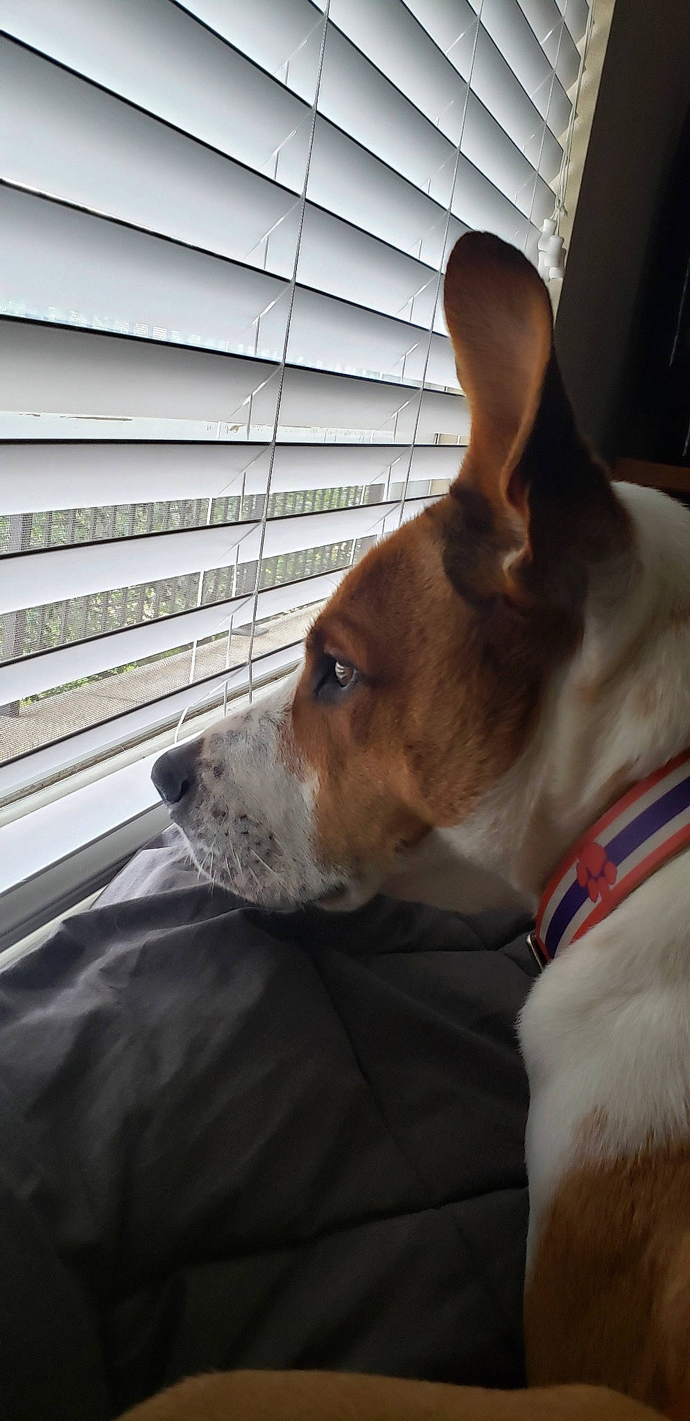 Java is registered to the contest to win money with this photo: basenji, canidae, carnivore, carolina_dog, companion_dog, dog, dog_breed, ear, fawn, feist, mammal, nose, rat_terrier, russell_terrier, snout, teddy_roosevelt_terrier, vertebrate, whiskers, window