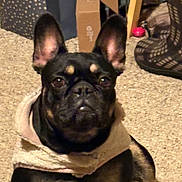 Emma is registered to the contest to win money with this photo: dog, french_bulldog, scarf, carpet, indoor, pet, black_dog, tan_markings, ears, face, sitting, household_items, cardboard_box, laundry_basket, shadow, floor, animal, cute, companion, portrait
