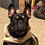 animal, black_dog, cardboard_box, carpet, companion, cute, dog, ears, face, floor, french_bulldog, household_items, indoor, laundry_basket, pet, portrait, scarf, shadow, sitting, tan_markings