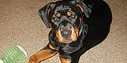 Lexi Blu joined the competition — help win amazing prizes! austrian_black_and_tan_hound, carnivoran, dog, dog_breed, dog_like_mammal, huntaway, mammal, polish_hunting_dog, rottweiler, snout, transylvanian_hound