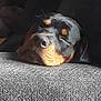Lexi Blu joined the competition — help win amazing prizes! austrian_black_and_tan_hound, carnivoran, dog, dog_breed, dog_breed_group, dog_like_mammal, mammal, puppy, rottweiler, snout, transylvanian_hound, vulnerable_native_breeds