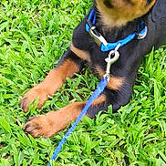 Lexi Blu joined the competition — help win amazing prizes! carnivoran, dog, dog_breed, dog_breed_group, dog_like_mammal, grass, huntaway, lawn, plant, puppy, rottweiler, snout