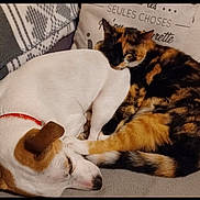 Mia Et Opale participe au concours pour gagner de l'argent avec cette photo : animal, blanket, calico_cat, cat, companions, couch, cozy, cute, dog, domestic_animal, ears, friendship, fur, indoor, pet, pillow, resting, sleeping, tail, white_dog