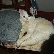 Réglisse participe au concours pour gagner de l'argent avec cette photo :