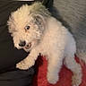 dog, white_dog, curly_fur, pet, indoor, red_carpet, black_fabric, yellow_stripe, playful, blurry, cute, animal, furry, canine, household, small_dog, companion, friendly, fur, motion