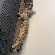 Cosmo And Wanda joined the competition — help win amazing prizes! cat, kitten, tabby, sleeping, couch, sofa, tv, indoor, pets, resting, cute, feline, fur, cozy, relaxation, animal, companion, snuggling, two_cats, domestic_cat