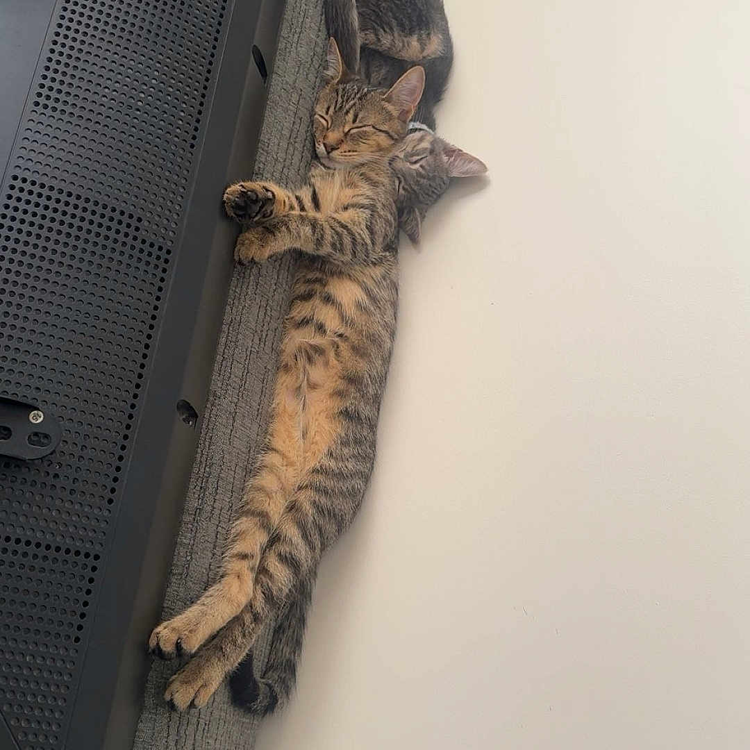 Cosmo And Wanda joined the competition — help win amazing prizes! cat, kitten, tabby, sleeping, couch, sofa, tv, indoor, pets, resting, cute, feline, fur, cozy, relaxation, animal, companion, snuggling, two_cats, domestic_cat