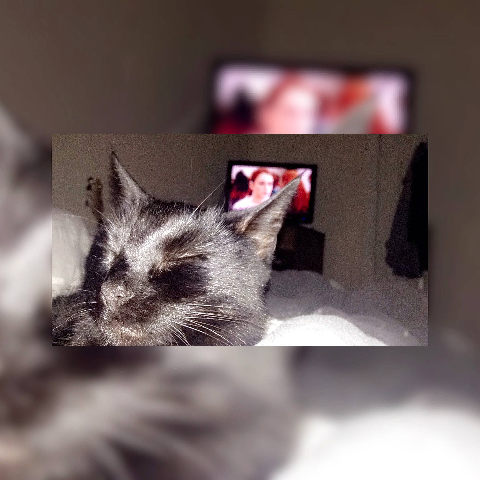 Toothless joined the competition — help win amazing prizes! blurred, carnivoran, cat, cat_like_mammal, fauna, kitten, person, small_to_medium_sized_cats, snout, whiskers