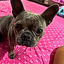 french_bulldog, dog, pet, indoors, bed, pink_bedspread, ears, face, closeup, canine, animal, curious, looking, domestic_animal, snout, whiskers, fur, four_legs, paws, companion