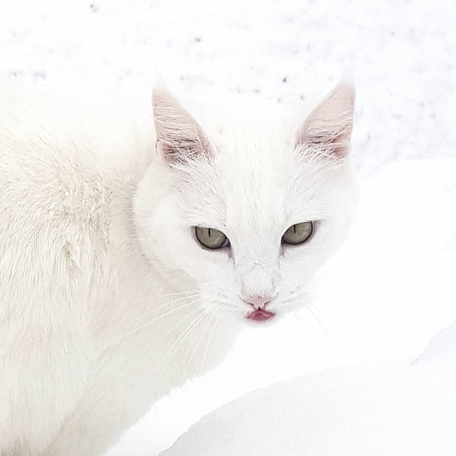 Blanchette a rejoint le concours — aidez-le/la à gagner de superbes lots ! carnivore, cat, domestic_short_haired_cat, felidae, fur, small_to_medium_sized_cats, snow, terrestrial_animal, whiskers