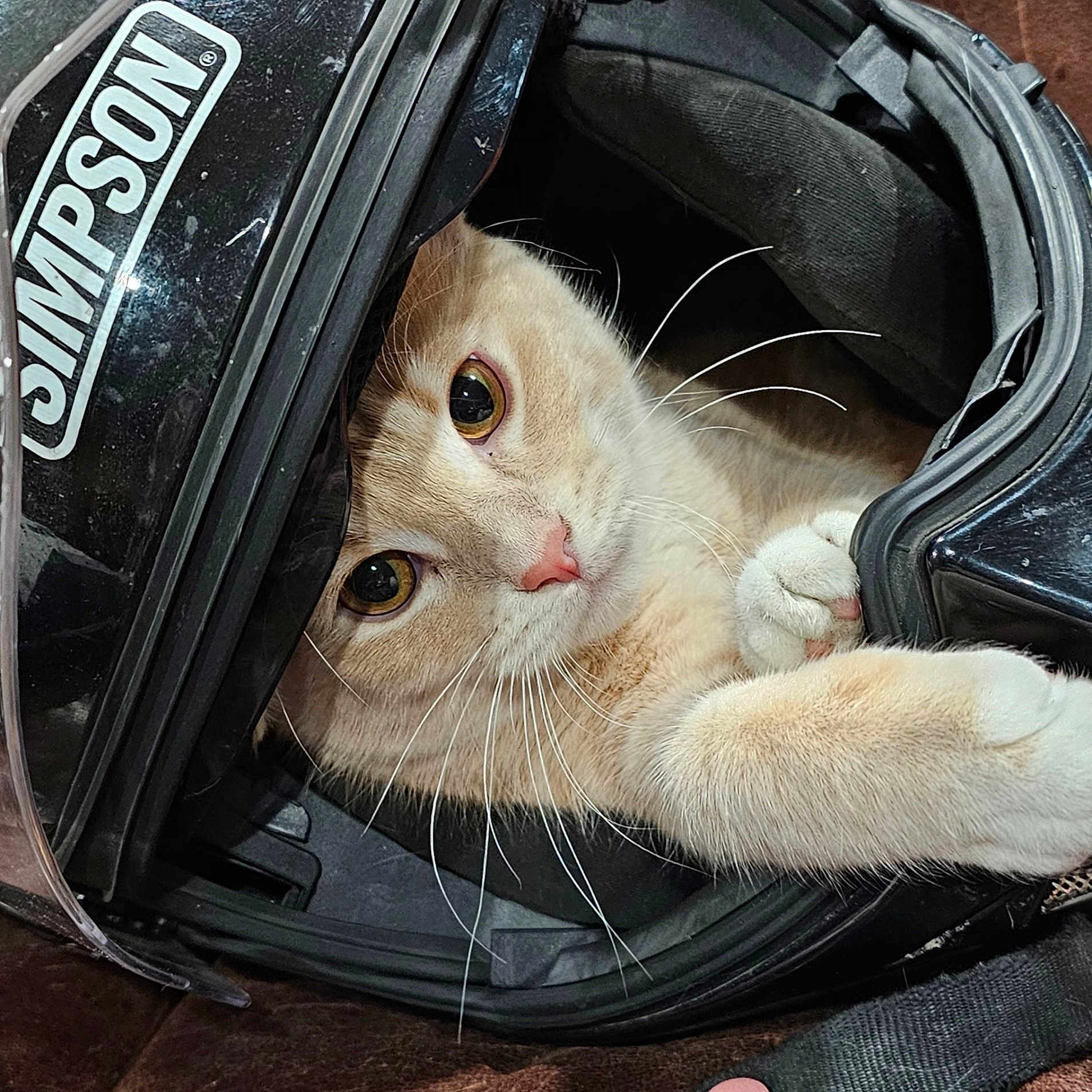 Sunny joined the competition — help win amazing prizes! animal, baggage, ball, cat, clothing, crashhelmet, football, hardhat, hardwood, helmet, kitten, pet, soccer, soccerball, sport, text, wood