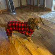 Bucky is registered to the contest to win money with this photo: dog, pet, indoor, wooden_floor, furniture, heater, plaid_clothing, red, black, small_dog, canine, flooring, room, home, domestic_animal, blurred, standing, cozy, warm_clothing, animal