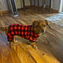 dog, pet, indoor, wooden_floor, furniture, heater, plaid_clothing, red, black, small_dog, canine, flooring, room, home, domestic_animal, blurred, standing, cozy, warm_clothing, animal