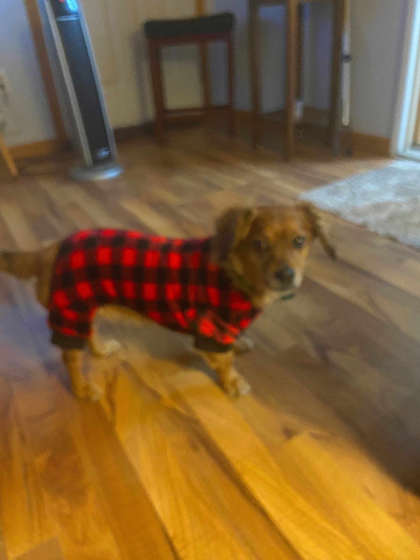 Bucky is registered to the contest to win money with this photo: dog, pet, indoor, wooden_floor, furniture, heater, plaid_clothing, red, black, small_dog, canine, flooring, room, home, domestic_animal, blurred, standing, cozy, warm_clothing, animal