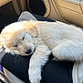 puppy, dog, sleeping, golden_retriever, lap, car_interior, sunlight, fur, resting, cute, pet, animal, cozy, relaxing, vehicle, seat, black_clothing, closeup, adorable, domestic_animal