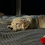 Brinkley is registered to the contest to win money with this photo: animal, bed, blanket, cozy, cute, dog, fur, golden_retriever, indoor, nap, peaceful, pet, puppy, quiet, relaxation, resting, sleeping, soft_light, texture, warmth