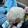 puppy, dog, golden_retriever, cup, starbucks, car_interior, person, jeans, socks, hand, seatbelt, lap, fluffy, cute, pet, young_dog, casual, indoor, vehicle, comfort