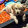 Brinkley
