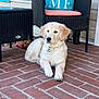 Brinkley joined the competition — help win amazing prizes! blue_pillow, brick_porch, calm, canine, collar, daylight, dog, furniture, golden_retriever, home_decor, house_wall, outdoor, pet, pet_tag, puppy, relaxed, resting, sunflower, wicker_chair, window