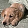 Brinkley