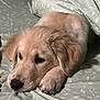 animal, bed, bedding, cozy, cute, dog, fur, golden_retriever, green, indoor, leaf, lying_down, pattern, paw, pet, puppy, resting, sleepy, soft, young