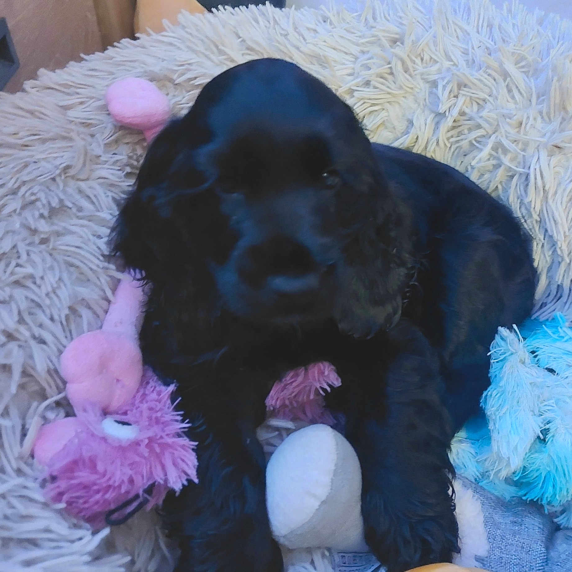 Angel a rejoint le concours — aidez-le/la à gagner de superbes lots ! animal, black_dog, blanket, blue_toy, companion, cozy, cute, domestic_animal, fluffy, fur, indoor, laying, pet, pink_toy, plush_toys, puppy, resting, soft_toys, toy_bone, young_dog