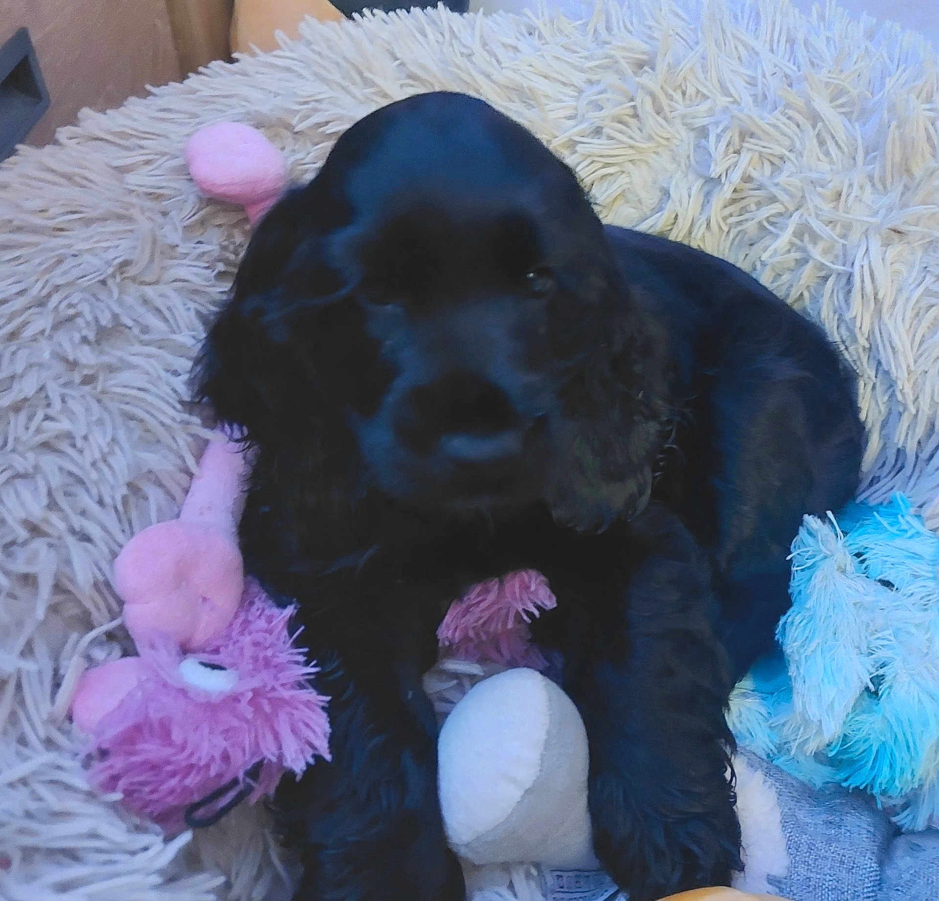 Angel a rejoint le concours — aidez-le/la à gagner de superbes lots ! puppy, black_dog, plush_toys, blanket, fluffy, indoor, pet, cute, soft_toys, pink_toy, blue_toy, animal, laying, fur, young_dog, toy_bone, cozy, resting, companion, domestic_animal