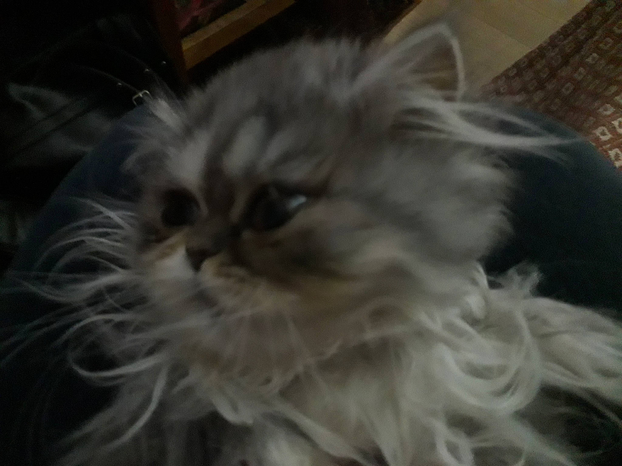 Mistinguette a rejoint le concours — aidez-le/la à gagner de superbes lots ! asian_semi_longhair, british_longhair, british_semi_longhair, carnivore, cat, domestic_long_haired_cat, eye, felidae, fur, mammal, norwegian_forest_cat, persian, small_to_medium_sized_cats, snout, vertebrate, whiskers