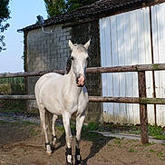 Musse duroux participe au concours pour gagner de l'argent avec cette photo :