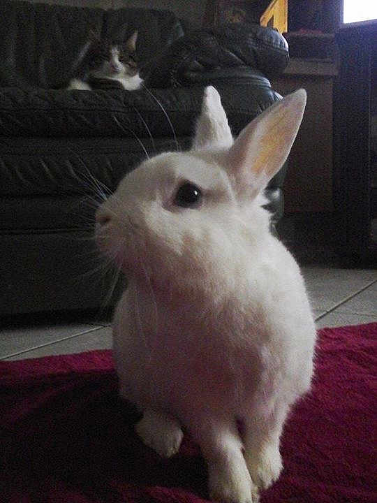 Goliath