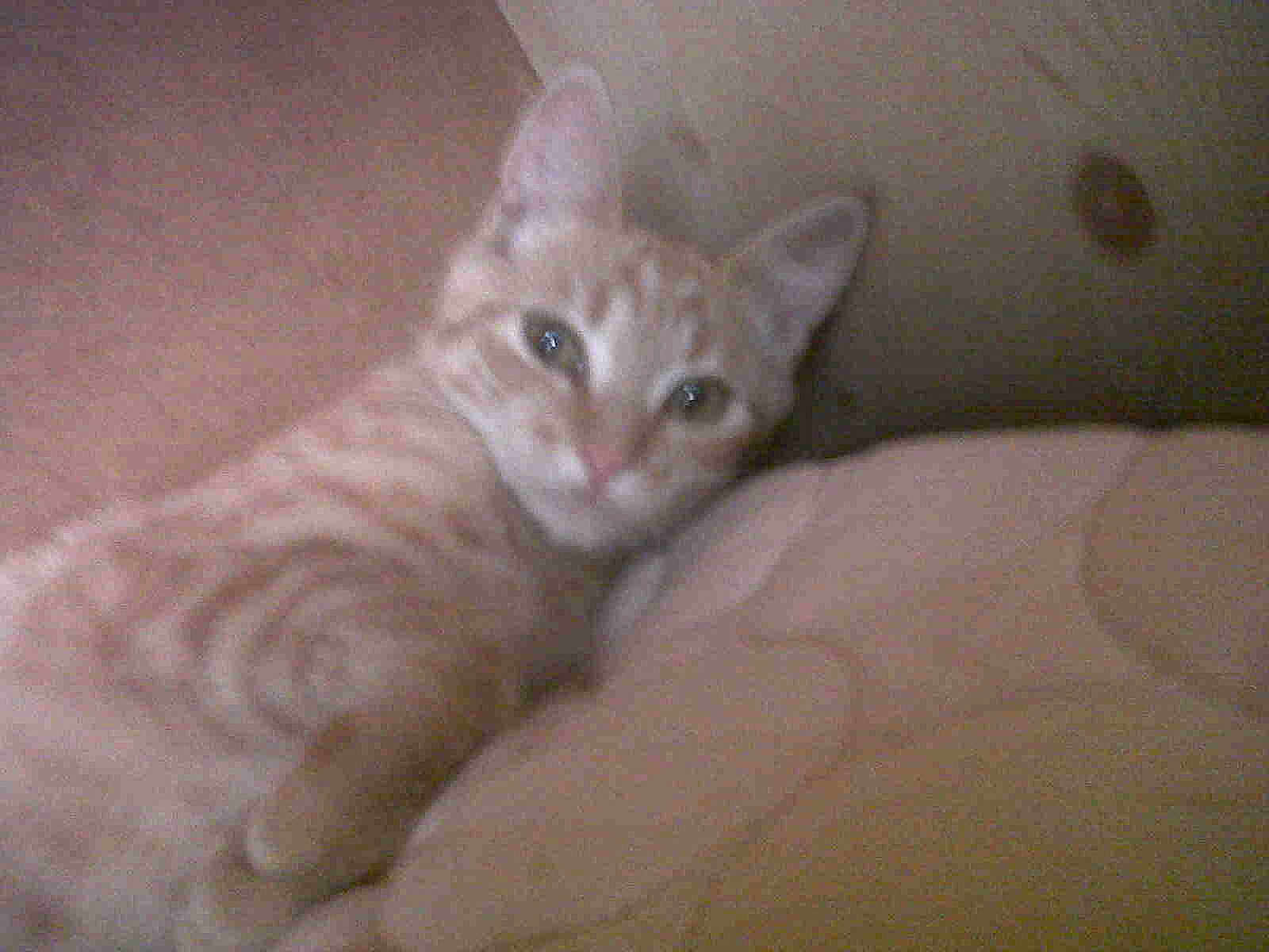 Filou