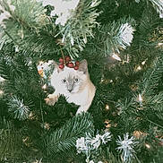 Alorah joined the competition — help win amazing prizes! cat, kitten, christmas_tree, pine_needles, greenery, holiday_lights, red_berries, curious, pet, animal, indoor, festive, decorations, nature, cute, fur, playful, tree_branch, white_lights, holiday