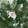 cat, kitten, christmas_tree, pine_needles, greenery, holiday_lights, red_berries, curious, pet, animal, indoor, festive, decorations, nature, cute, fur, playful, tree_branch, white_lights, holiday