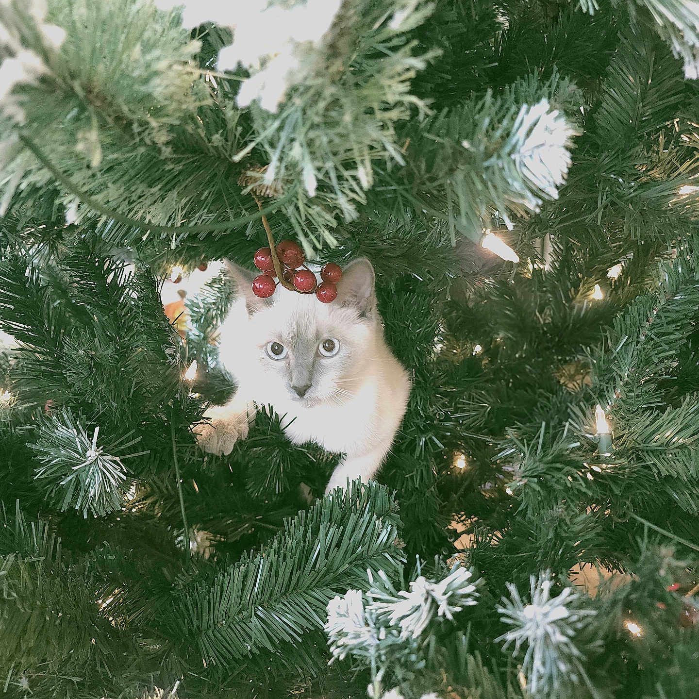 Alorah joined the competition — help win amazing prizes! animal, cat, christmas_tree, curious, cute, decorations, festive, fur, greenery, holiday, holiday_lights, indoor, kitten, nature, pet, pine_needles, playful, red_berries, tree_branch, white_lights