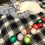 animal, black_and_white, cat, christmas_ornaments, cozy, cute, decorations, feline, festive, holiday, indoor, kitten, pet, pinecone, plaid_blanket, playful, resting, siamese, soft, tinsel