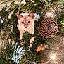 Alorah is registered to the contest to win money with this photo: animal, cat, christmas_tree, closeup, curious, cute, decorations, feline, festive, greenery, holiday, holiday_decor, indoor, kitten, lights, nature, ornament, pet, pine_cone, tree_branch