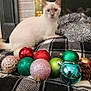 Alorah is registered to the contest to win money with this photo: animal, blue_eyes, cat, christmas_ornaments, colorful_balls, cozy, cute, decorations, festive, fireplace, holiday, holiday_decor, indoor, pet, plaid_blanket, reflective, silver_tinsel, soft_fur, sparkly, white_cat