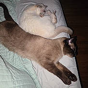 Kuma And Alorah joined the competition — help win amazing prizes! cat, cats, sleeping_cat, sleeping, bed, blanket, quilt, paws, fur, tail, whiskers, indoor, pet, resting, cozy, two_cats, cute, domestic_cat, mammal, soft_texture