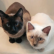 Kuma And Alorah joined the competition — help win amazing prizes! cat, cats, siamese, seal_point, cream_point, kitten, pets, feline, whiskers, blue_eyes, close_up, portrait, indoor, cute, pair, two_animals, round_surface, curious, fur, face