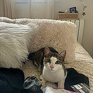 Eden Rapoport a rejoint le concours — aidez-le/la à gagner de superbes lots ! cat, bed, pillow, fluffy_pillow, tabby_cat, white_cat, pet, indoor, curious, looking, cozy, blanket, window, curtain, personal_items, black_cloth, white_cloth, plastic_card, relaxing, animal