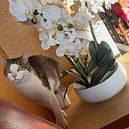 Eden a rejoint le concours — aidez-le/la à gagner de superbes lots ! cat, ceramic_pot, close_up, curious, decorative_plant, domestic_cat, feline, green_eyes, home_interior, indoor, leaves, orchid, paws, pet, portrait, potted_plant, sunlight, table, white_flowers, wood_surface