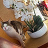 cat, ceramic_pot, close_up, curious, decorative_plant, domestic_cat, feline, green_eyes, home_interior, indoor, leaves, orchid, paws, pet, portrait, potted_plant, sunlight, table, white_flowers, wood_surface