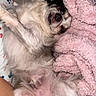 Blueberry is registered to the contest to win money with this photo: dog, pet, lying_down, fluffy, blanket, pink, cozy, fur, sleepy, cute, animal, indoor, relaxed, nose, paw, face, small_dog, expression, resting, comfort