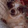 Blueberry joined the competition — help win amazing prizes! dog, small_dog, close_up, blanket, cozy, snuggling, paw, fur, cute, relaxed, indoors, warm_lighting, text_overlay, pet, comfort, soft_texture, resting, portrait, animal, chill
