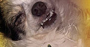Blueberry joined the competition — help win amazing prizes! dog, sleeping, smiling, cute, pet, closeup, fluffy, fur, nostril, teeth, paw, blanket, indoor, relaxed, adorable, snout, animal, companion, cute_pet, happy